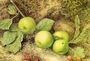 Still Life with Fruit and Fly 1873 Reproduction