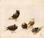 Pigeons, 1888 Reproduction
