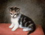 Miss Ann Whites Kitten, 1790 Reproduction