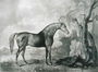 Brown Horse Mask, after George Stubbs, 1773  Reproduction