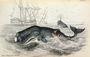 The Spermaceti Whale, engraved by William Home Lizars (1788-1859) plate 9 from Vol 12 of Sir William Jardines Naturalists Library, pub. 1833-45 Reproduction