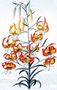 TigerLily Reproduction