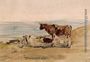 Cows near the Shore Reproduction