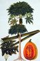 Papaya, The Papau or Caica Papaya, from 'Drawings of Plants from Malacca', c.1805-18 Reproduction