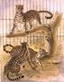 Ocelots in a Cage, 1874 Reproduction