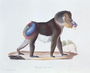 Old Male Mandrill, engraved by Werner and Langlume, plate 256 (61) from Vol 3 of 'Natural History of Mammals by Georges Cuvier and E. Geoffroy Saint-Hilaire Reproduction