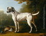 Grey spotted hound, 1738 Reproduction