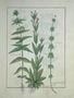 Elusae Gennus, Caraway Thyme, and Crosswort, illustration from The Book of Simple Medicines by Mattheaus Platearius d.c.1161 c.1470 Reproduction
