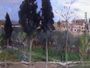 Mediterranean Landscape Reproduction