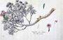 Caryophyllus Arboreus and Seriphius Reproduction