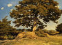 The Big Tree Reproduction