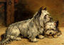 Two Terriers Reproduction