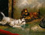 Terriers Playing Reproduction